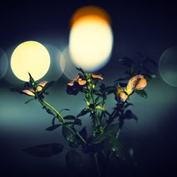 dailyPhoto29