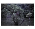 dailyPhoto11