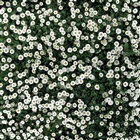 dailyPhoto6