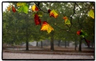 dailyPhoto12