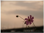 dailyPhoto12