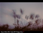 dailyPhoto3