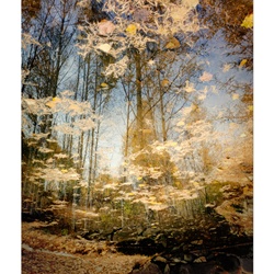 dailyPhoto38