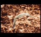 dailyPhoto11