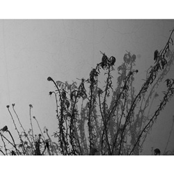 dailyPhoto29