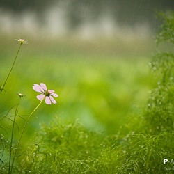 dailyPhoto8