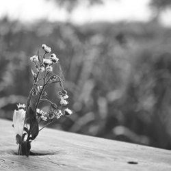 dailyPhoto28