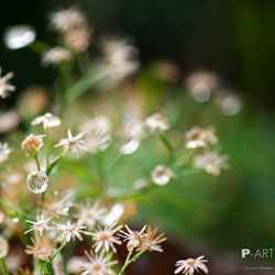 dailyPhoto21