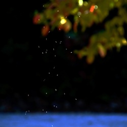 dailyPhoto38