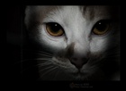 dailyPhoto36