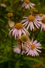 dailyPhoto4