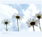 dailyPhoto39