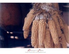 dailyPhoto5