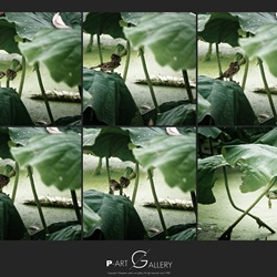 dailyPhoto31