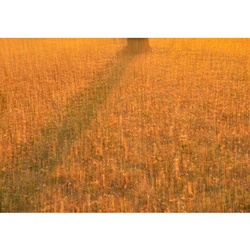 dailyPhoto33