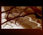 dailyPhoto39