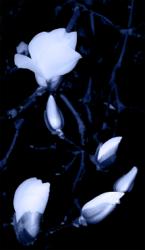 dailyPhoto12